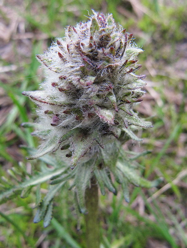 Изображение особи Pedicularis albolabiata.