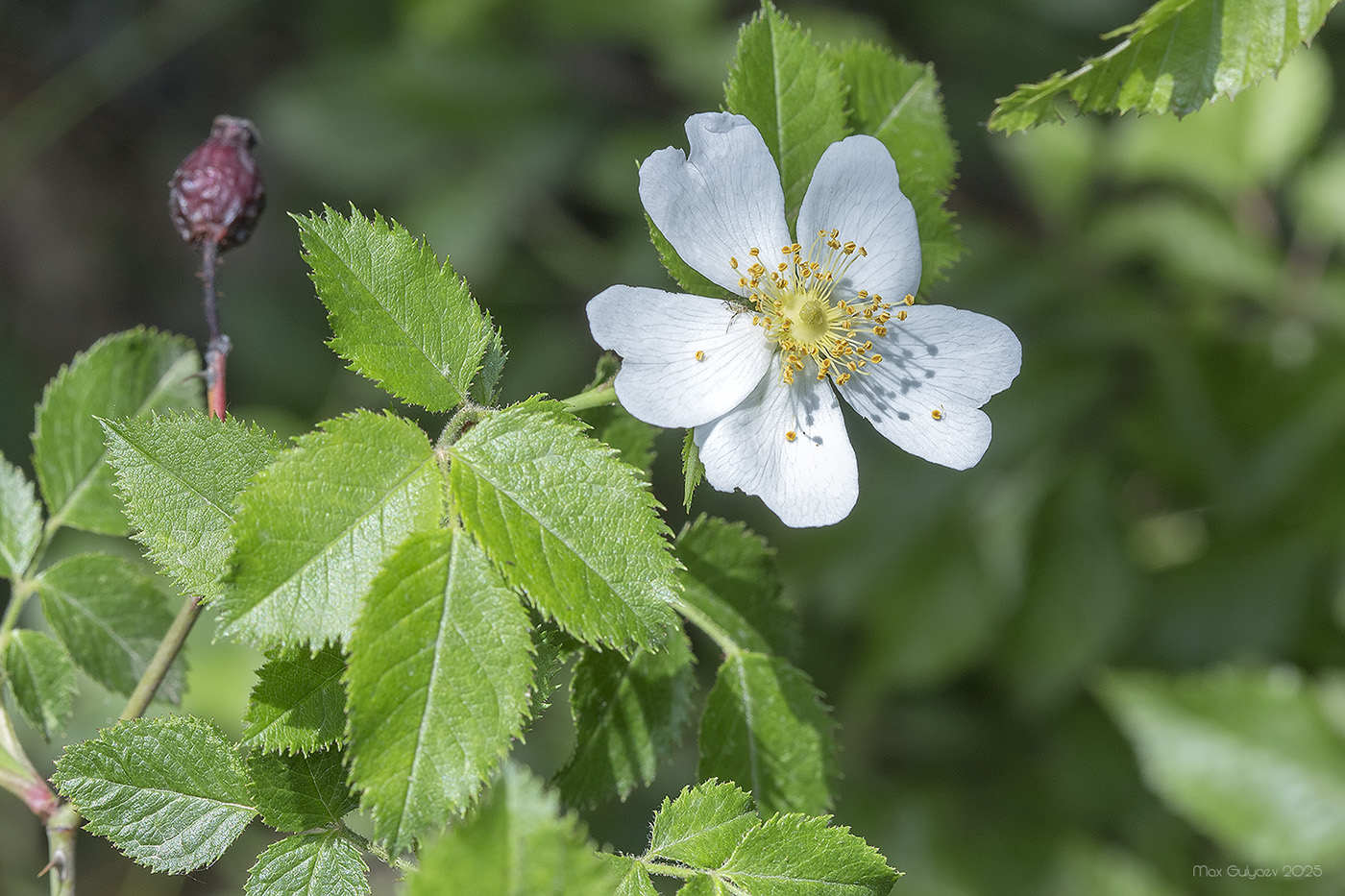 Image of genus Rosa specimen.