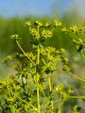 Euphorbia esula