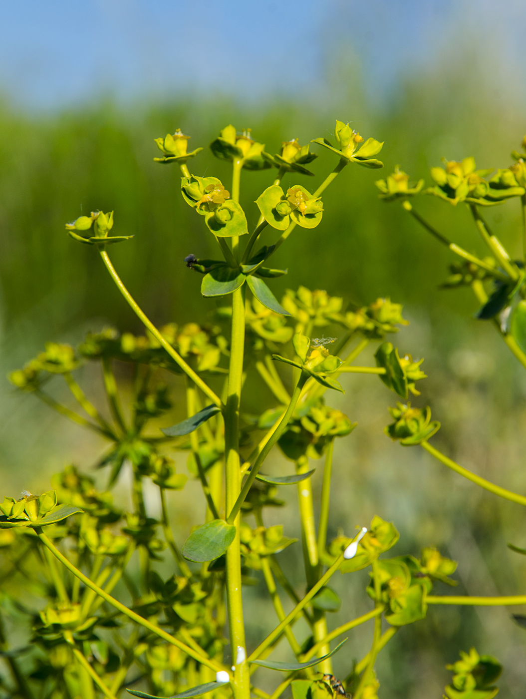 Image of Euphorbia esula specimen.