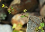 Potentilla centigrana. Генеративный побег. Приморский край, г. Владивосток, ООПТ БСИ ДВО РАН, искусственная отсыпка из камня. 01.07.2025.