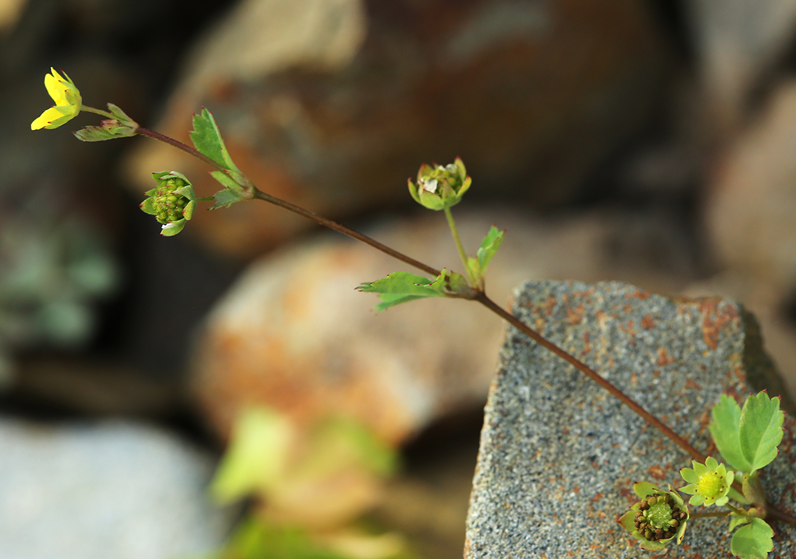 Image of Potentilla centigrana specimen.