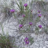 Astragalus brachylobus