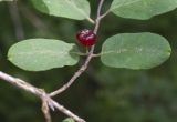 Lonicera xylosteum