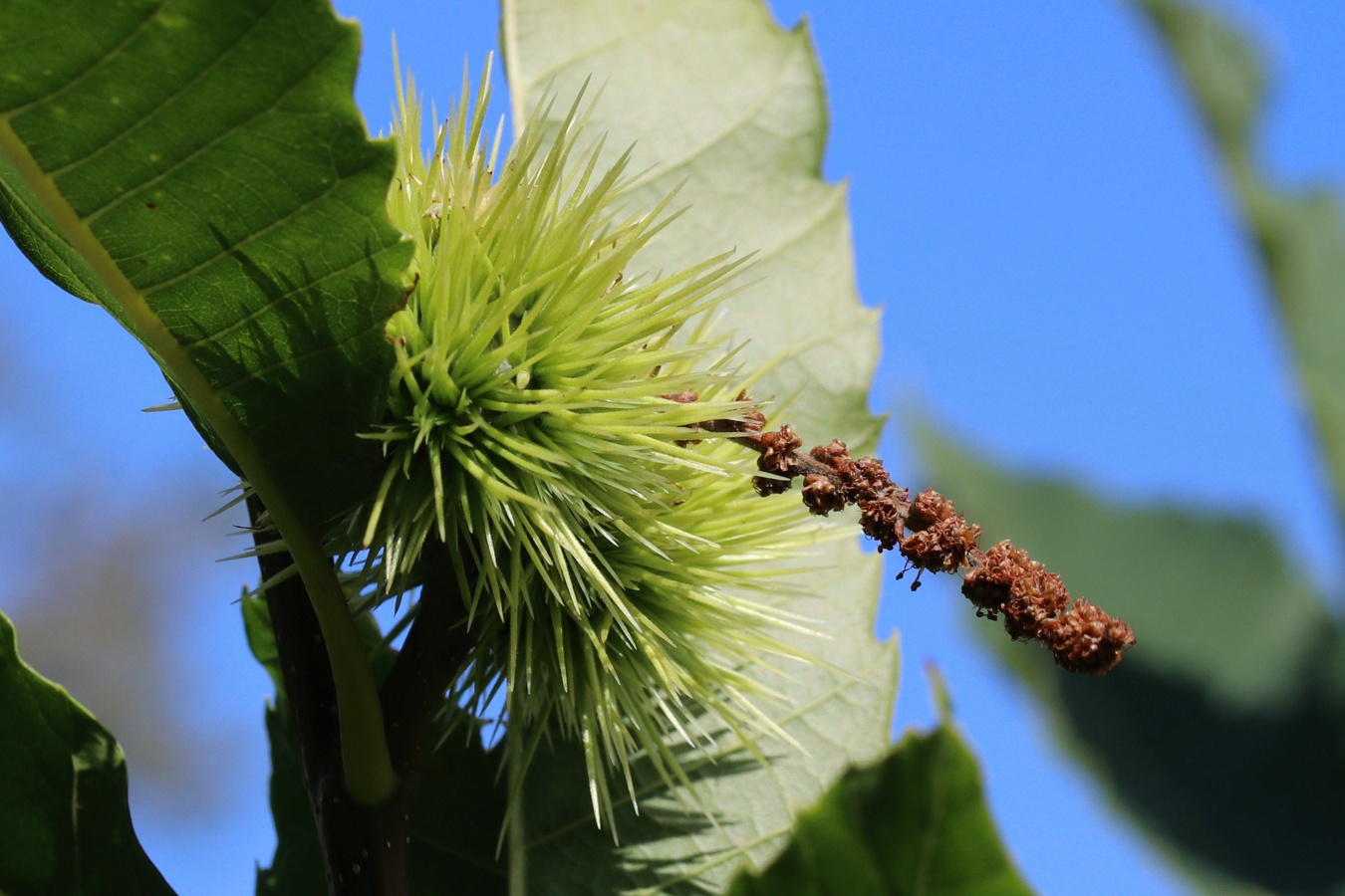 Image of Castanea sativa specimen.