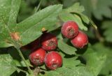 Crataegus turkestanica. Фрагменты листьев и плоды. Узбекистан, г. Ташкент, Ботанический сад им. Ф.Н. Русанова, в культуре. 03.09.2025.