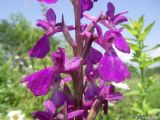 Anacamptis laxiflora подвид elegans. Часть соцветия. Крым, Байдарская долина, окр. с. Тыловое, разлив источника Биюк-Чокрак. 14.06.2010.