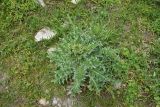 familia Asteraceae. Растение с развивающимся соцветием. Кабардино-Балкария, Эльбрусский р-н, дол. р. Адылсу, 1 км ниже альплагеря \"Джантуган\", луг. 17 июня 2025 г.