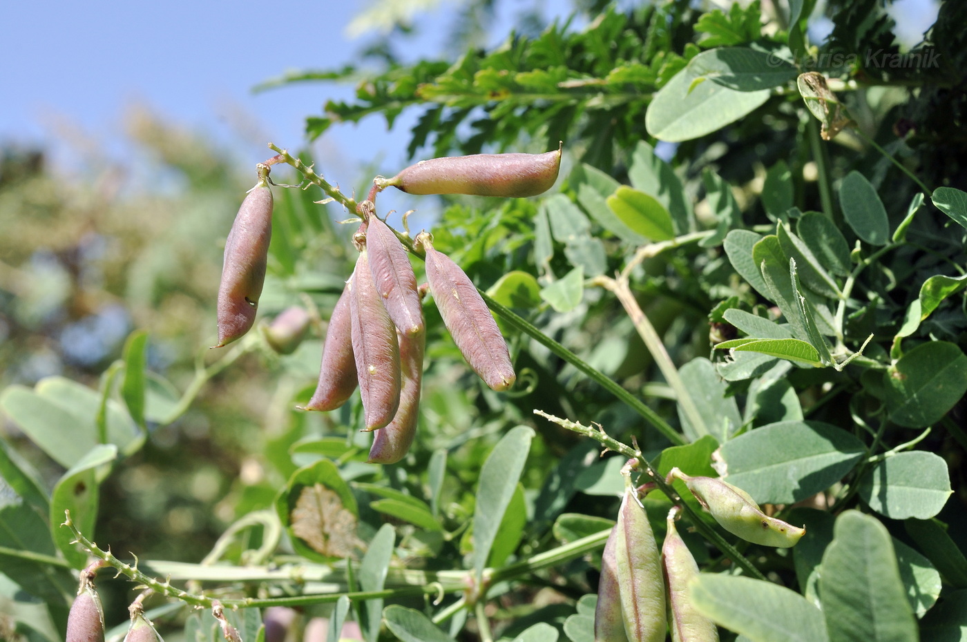 Image of genus Vicia specimen.