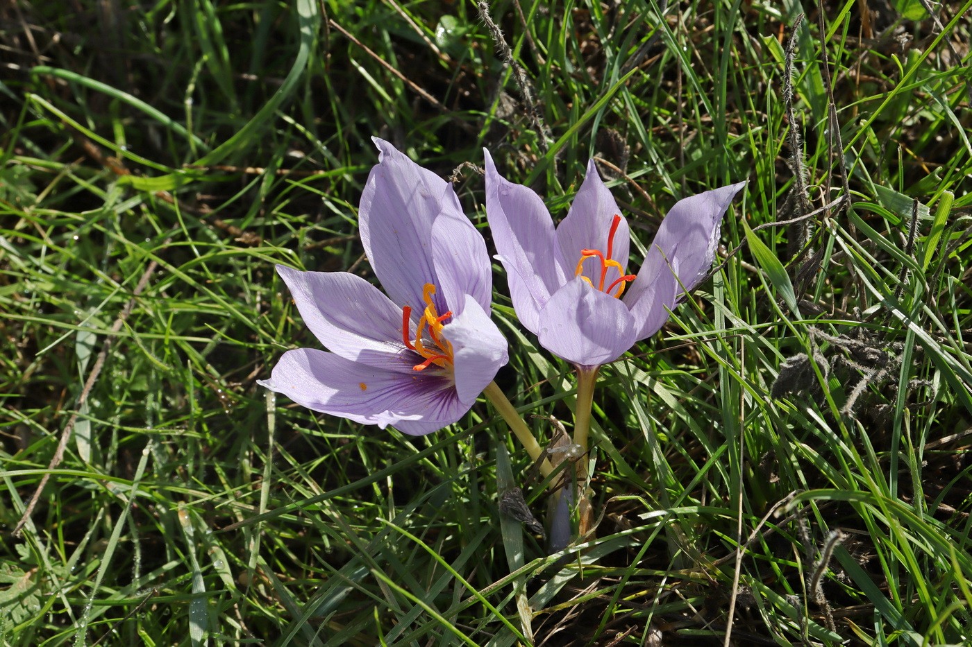 Image of Crocus pallasii specimen.