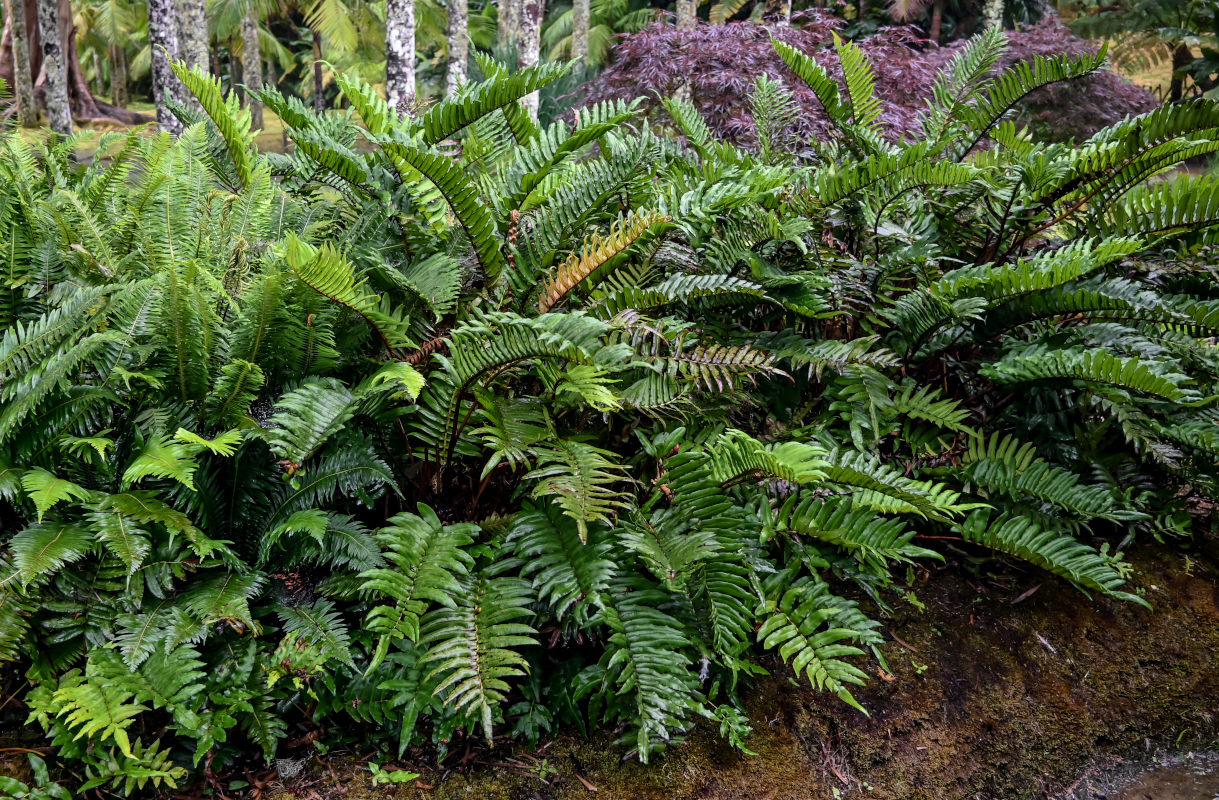 Изображение особи Blechnum chilense.
