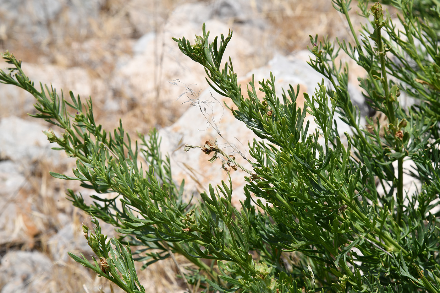 Image of Niedzwedzkia semiretschenskia specimen.
