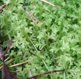 Image of taxon representative. Author is Денис Мирин