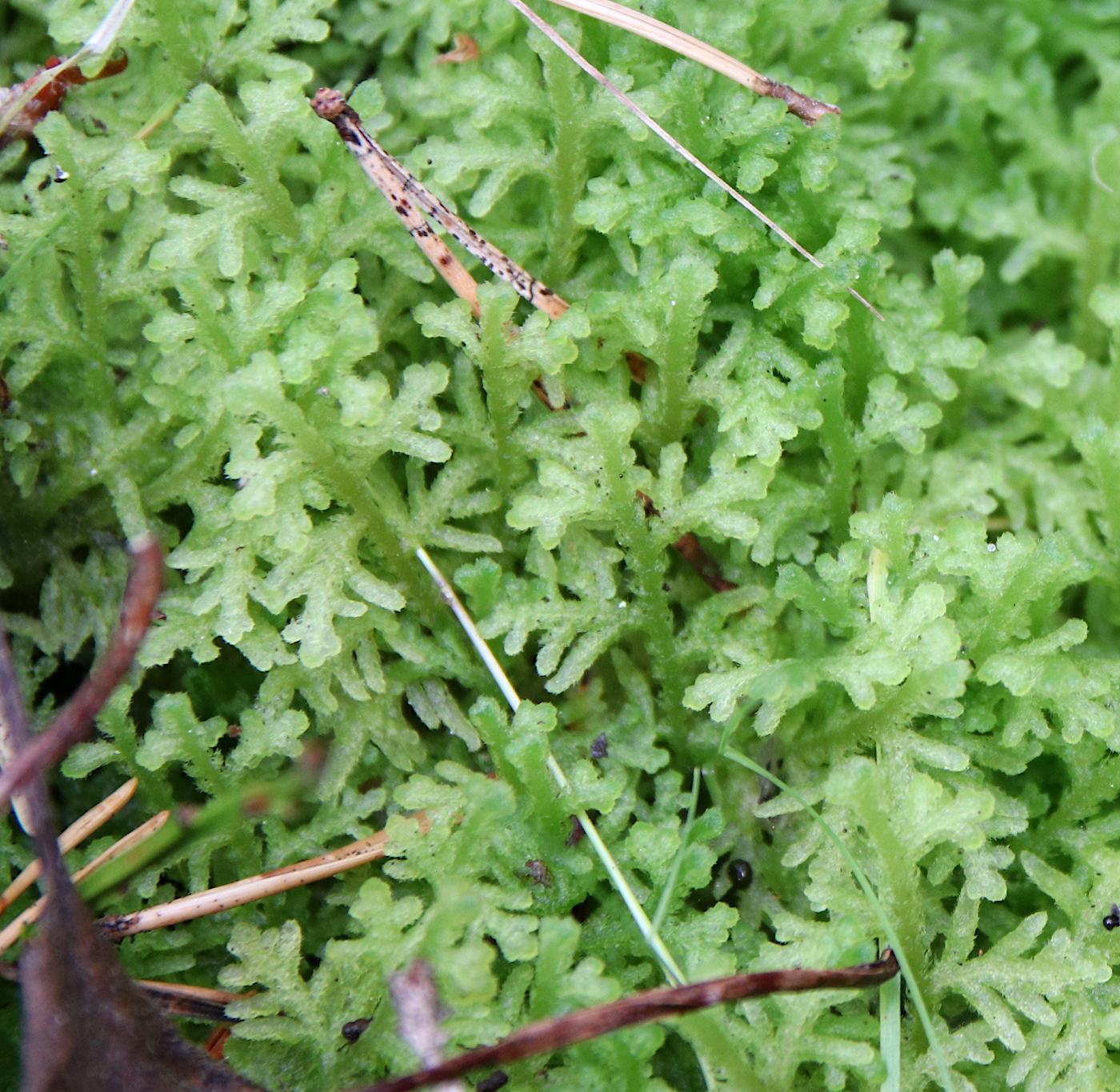 Image of Trichocolea tomentella specimen.