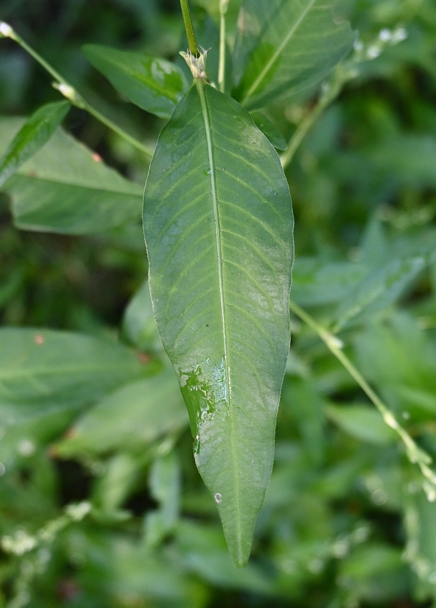 Изображение особи род Polygonum.