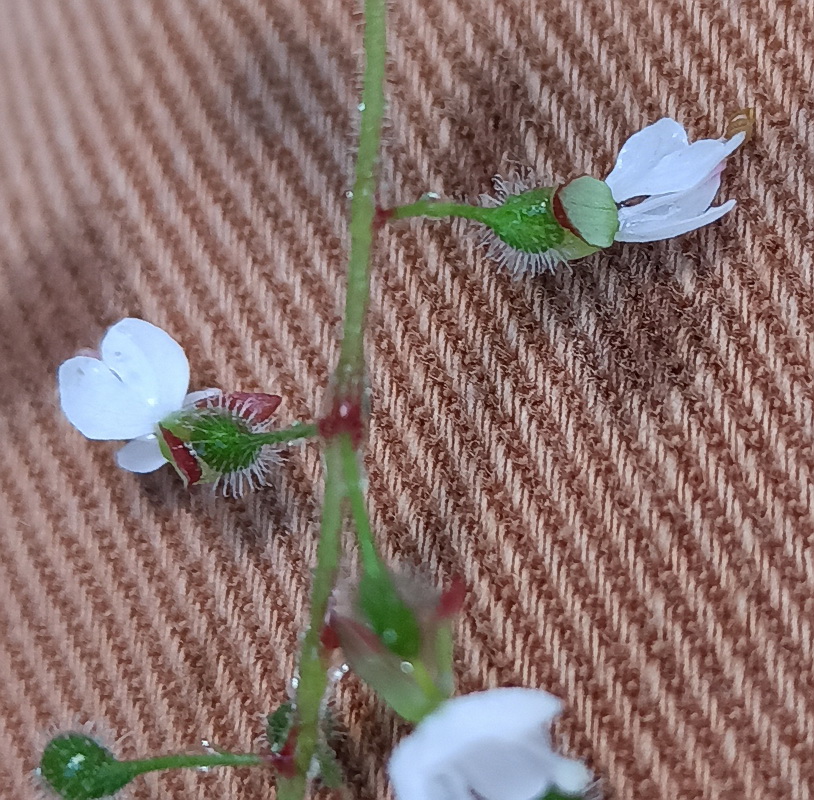 Изображение особи Circaea lutetiana.