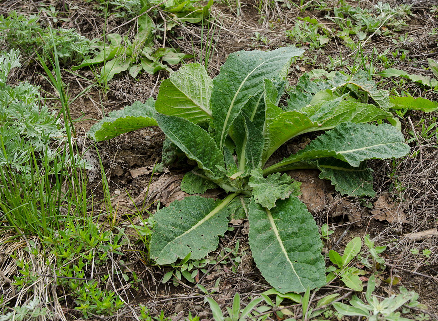 Изображение особи Primula macrocalyx.