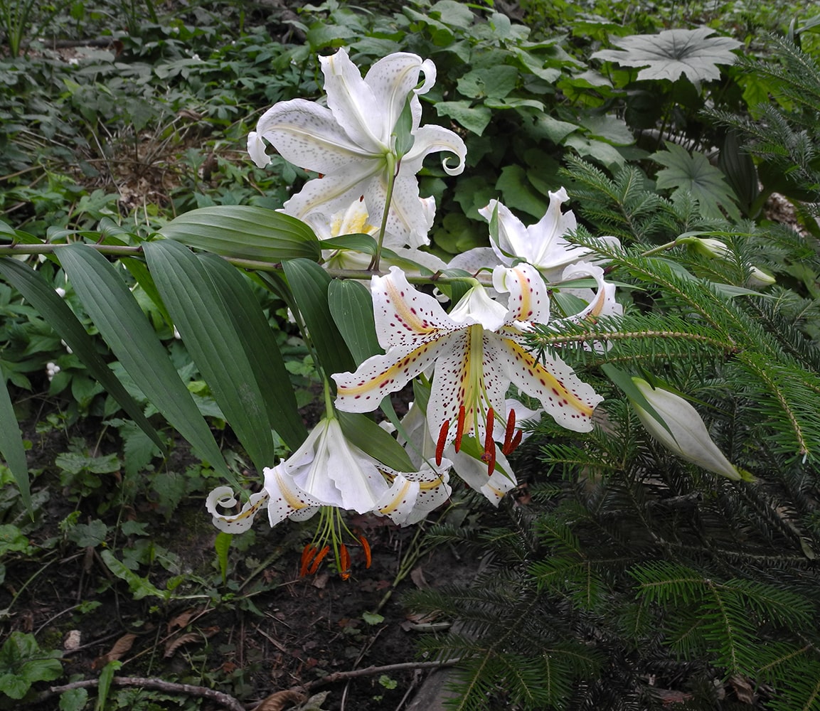 Изображение особи Lilium auratum.