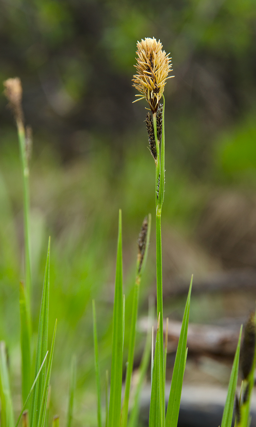 Image of genus Carex specimen.
