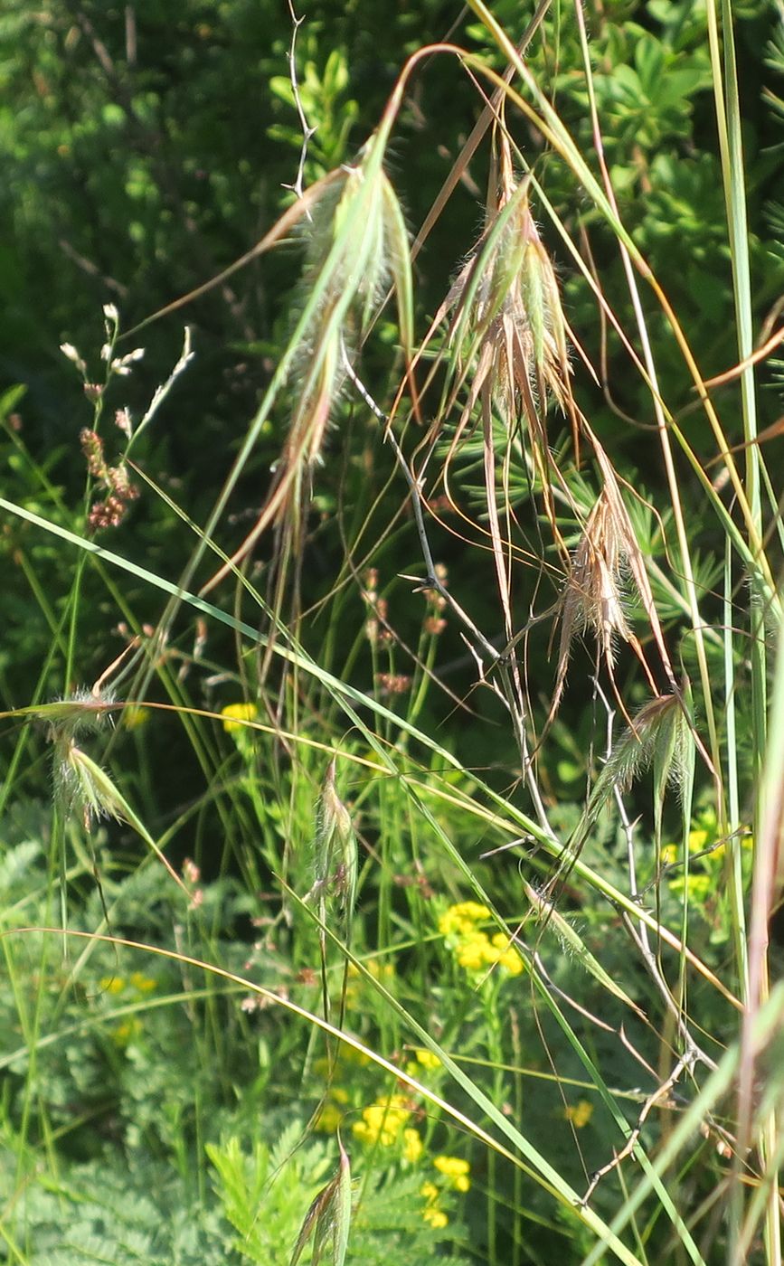 Изображение особи Themeda triandra.