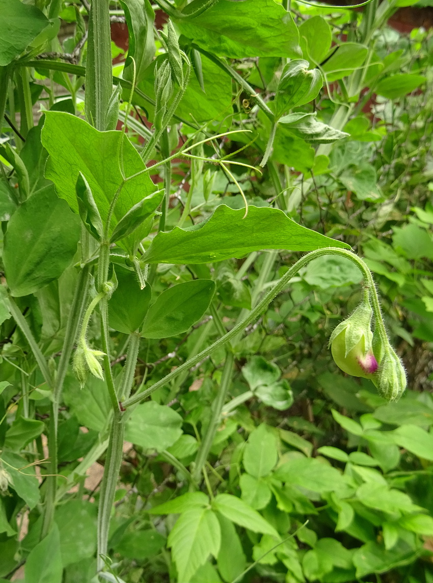 Image of genus Lathyrus specimen.