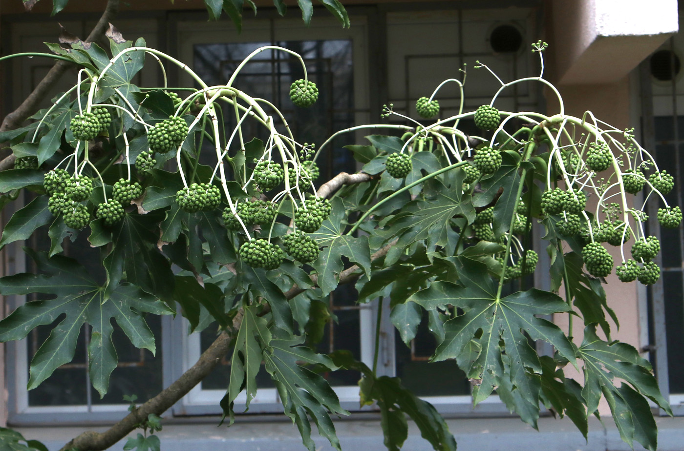 Image of Fatsia japonica specimen.