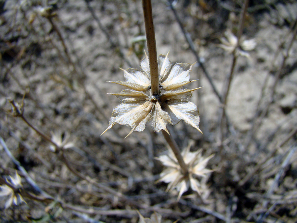 Изображение особи род Lagochilus.