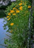 Coreopsis grandiflora. Цветущие растения. Китай, пров. Аньхой, г. Танкоу, на каменном мосту. 29.05.2025.