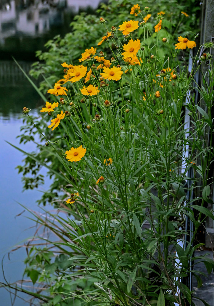 Image of Coreopsis grandiflora specimen.