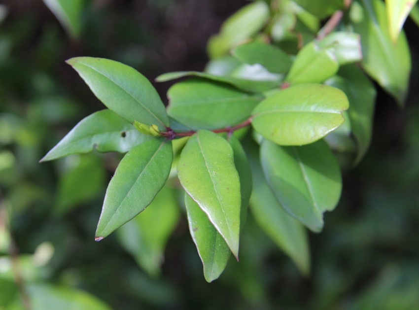 Image of Myrtus communis specimen.