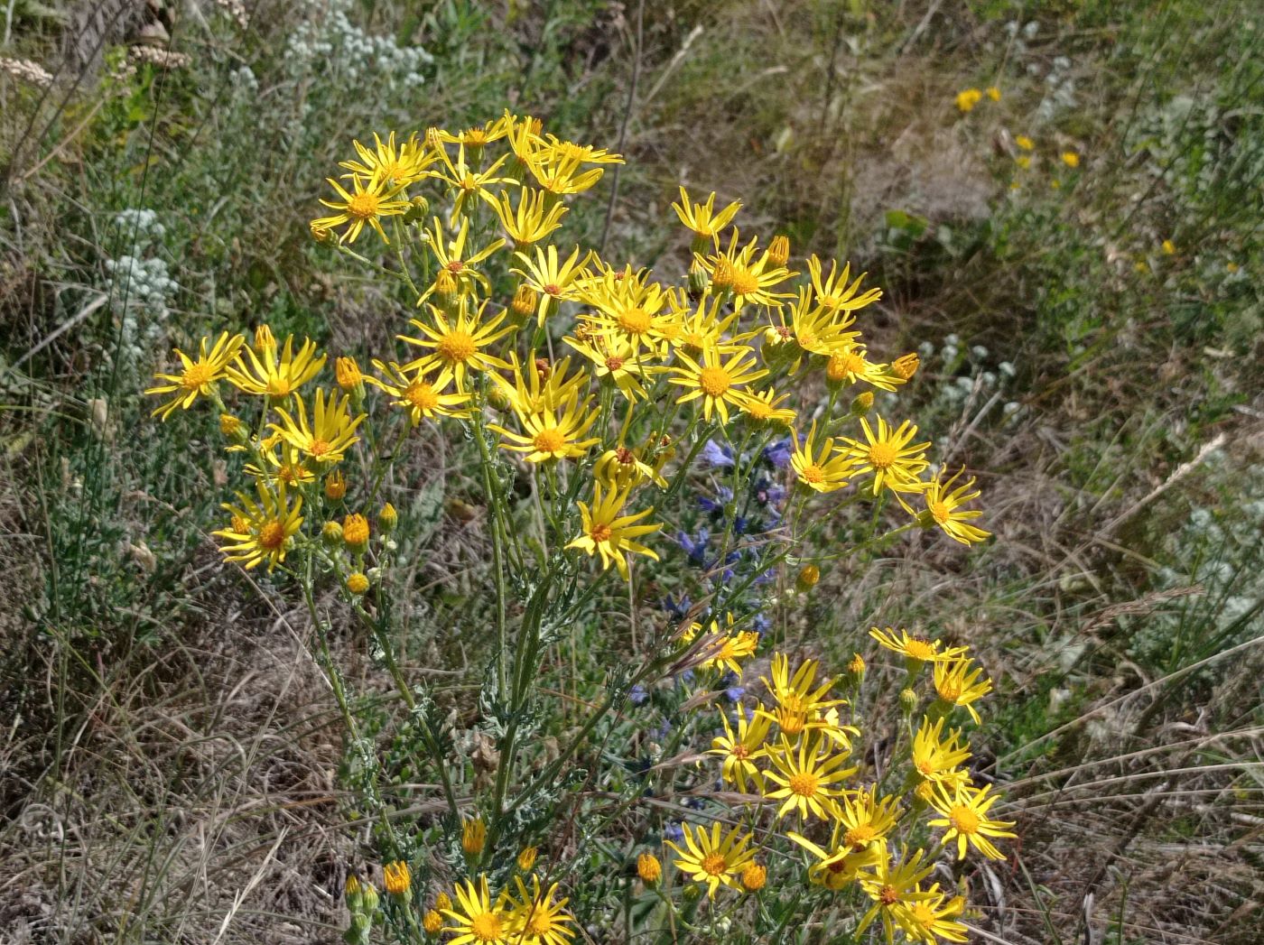 Изображение особи Senecio borysthenicus.