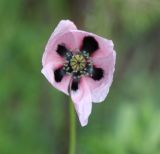 род Papaver