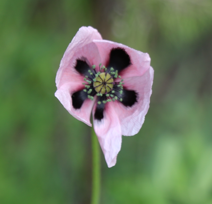Изображение особи род Papaver.