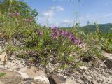 Thymus elenevskyi