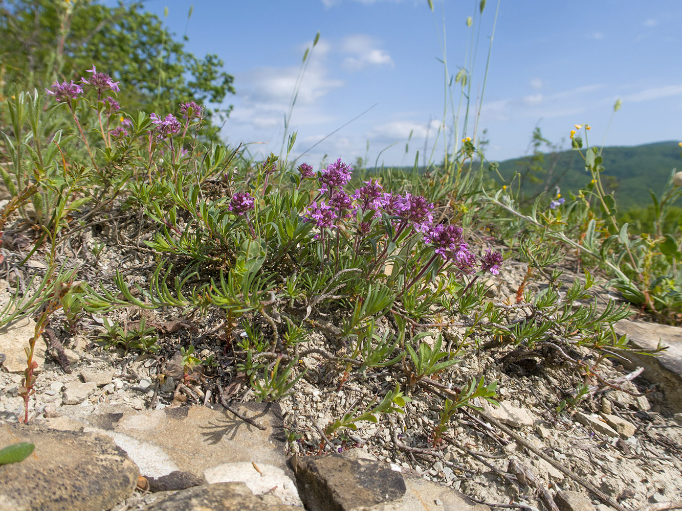 Image of Thymus elenevskyi specimen.
