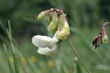 Lathyrus pallescens. Соцветие. Крым, окр. г. Симферополь, дубовое редколесье. 17.05.2026.
