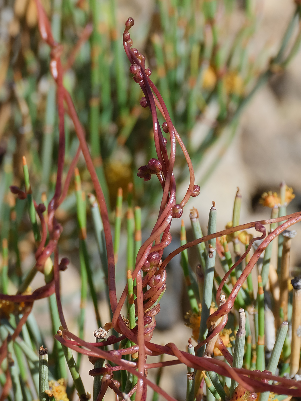 Image of Cuscuta pamirica specimen.