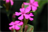 Silene armeria