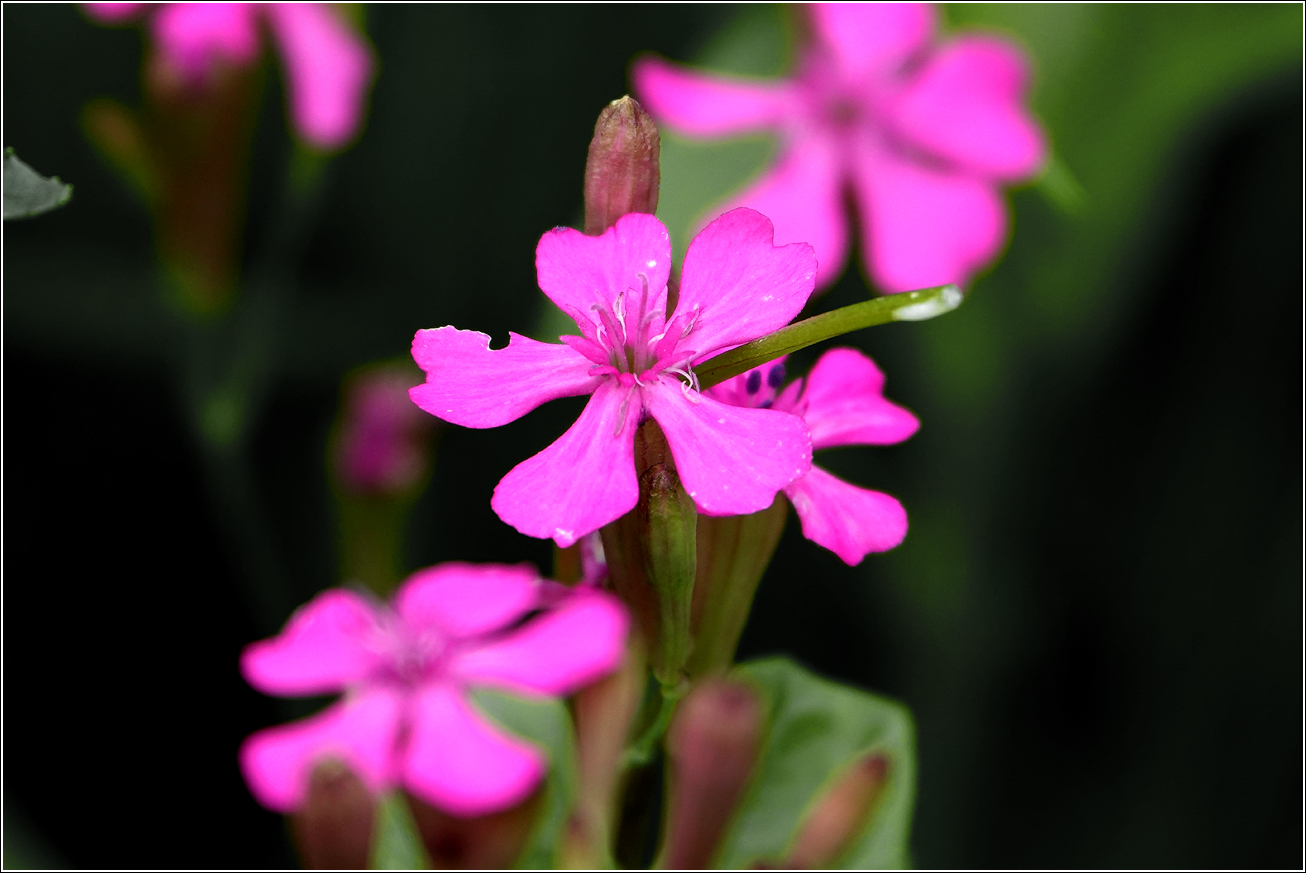 Изображение особи Silene armeria.
