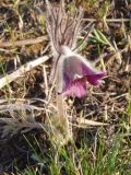 Pulsatilla ucrainica