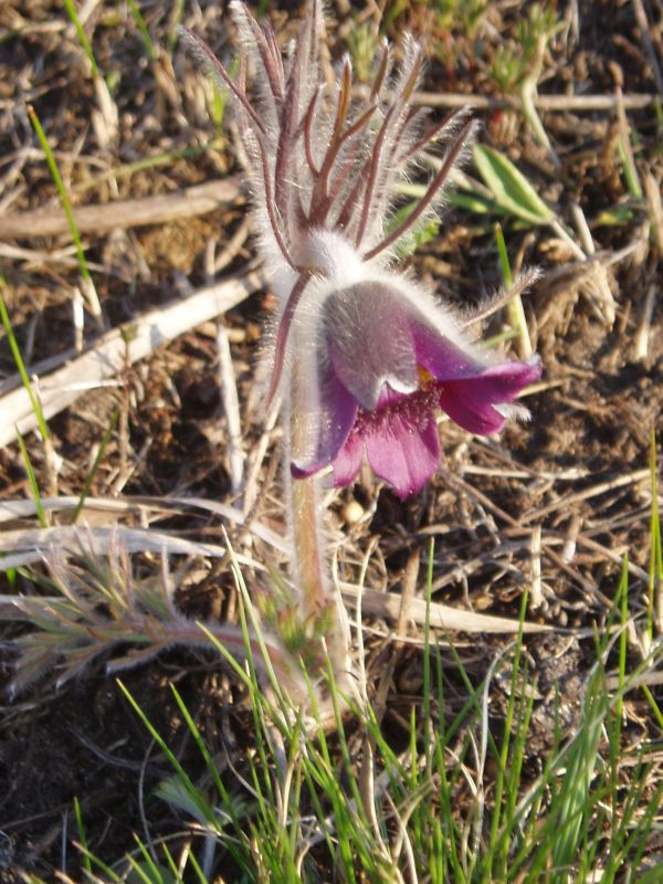Image of Pulsatilla ucrainica specimen.