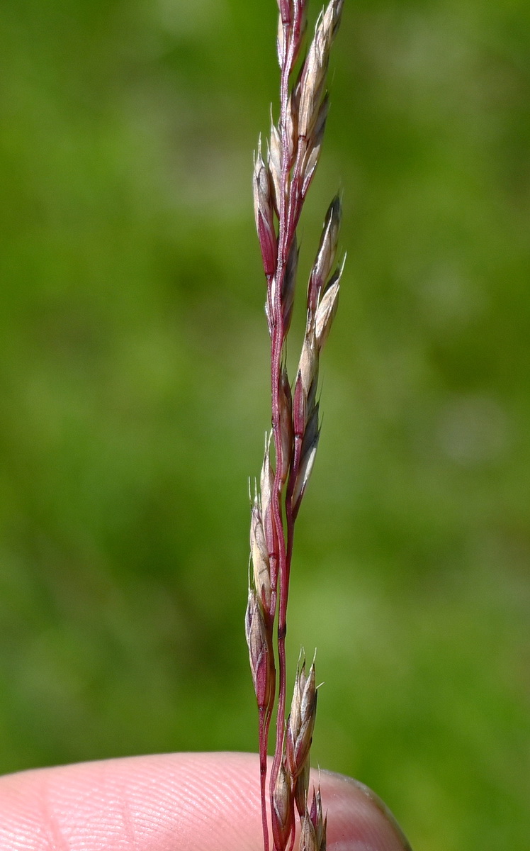 Изображение особи Festuca rubra.
