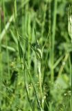 genus Tragopogon
