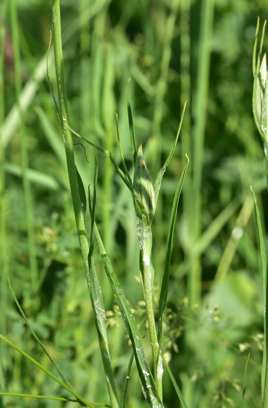 Image of genus Tragopogon specimen.