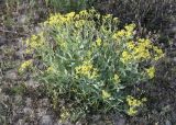 Haplophyllum perforatum. Цветущее растение. Кыргызстан, Джалал-Абадская обл., Тогуз-Тороуский р-н, дол. Тогуз-Торо, ок. с. Табылгыты; ≈ 1300 м н.у.м., предгорный полынно-злаковый луг. 06.07.2026.