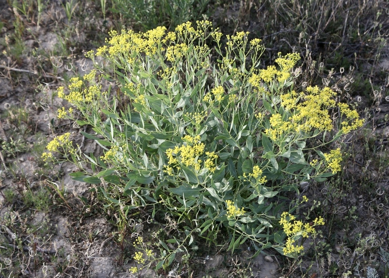Image of Haplophyllum perforatum specimen.