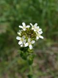род Arabis