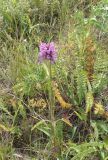 genus Betonica. Цветущие растения. Армения, Ширакская обл., гора Артени, склон горы с хорошим увлажнением. 16.07.2023.