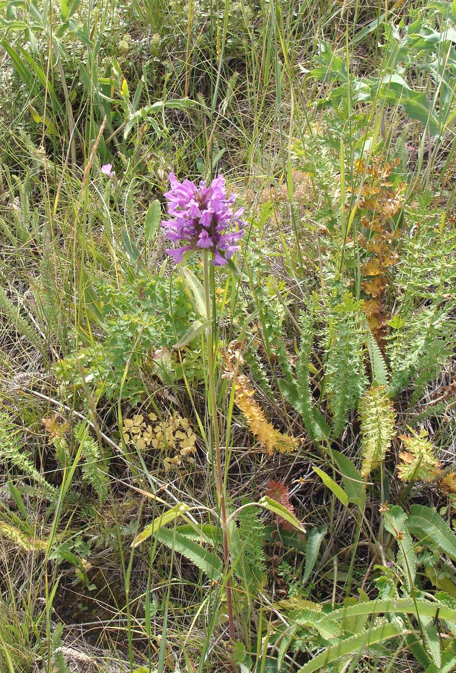 Image of genus Betonica specimen.