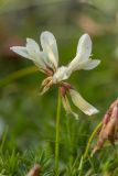 Trifolium polyphyllum. Соцветие. Карачаево-Черкесия, Карачаевский р-н, ущ. ручья Тырменлыкол, 2950 м н.у.м., каменистый альпийский луг. 08.08.2026.